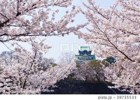 満開の桜と大阪城天守閣 大阪城公園 大阪府大阪市 満開の桜と大阪城天守閣 大阪城公園 大阪府大阪市 39735533