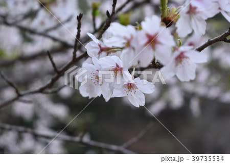 桜開花 39735534