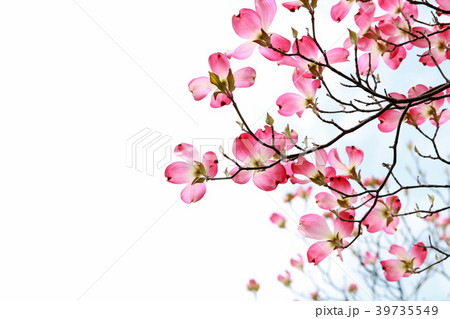 ピンクのハナミズキの写真素材