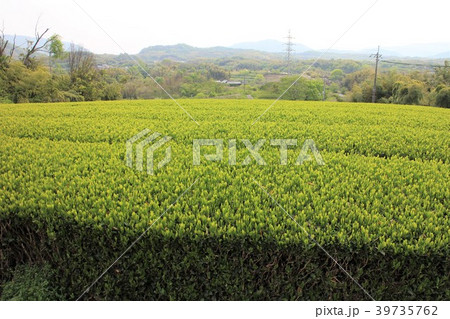 丘陵地帯の茶畑 丘陵地帯の茶畑 39735762