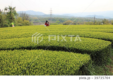 茶摘み 39735764