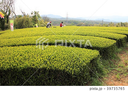 茶摘み体験 39735765