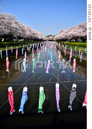 群馬県館林市 満開の桜と鯉のぼりの写真素材