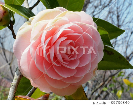 乙女椿 乙女椿の花 乙女椿 乙女椿の花 39736340