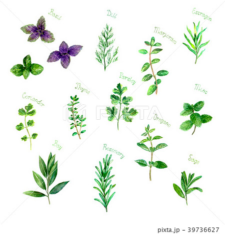 Herbs spices watercolor green fresh set on white 39736627