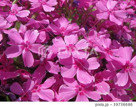 ピンク色の芝桜 39736686