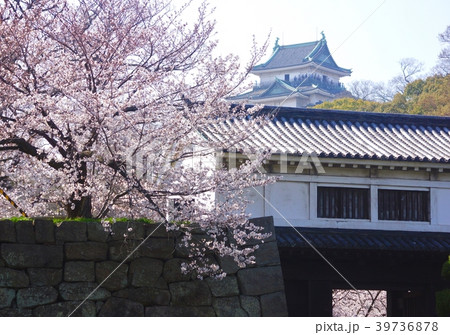 満開の和歌山城公園の桜　岡口門　和歌山県和歌山市 39736878
