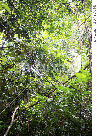 ボルネオ島ジャングルのイメージフォトの写真素材