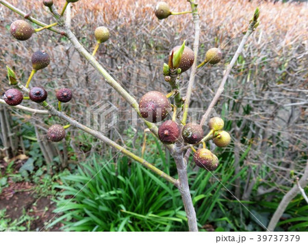 丸葉車輪梅 39737379