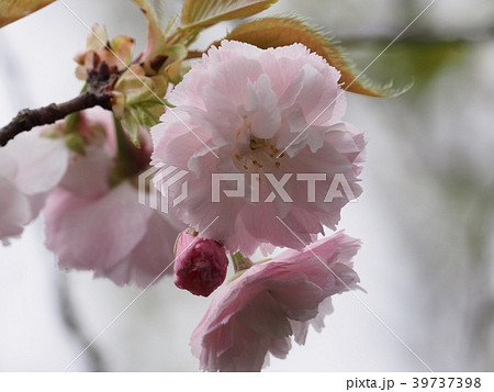 八重桜　八重桜の花　シオガマザクラ 39737398