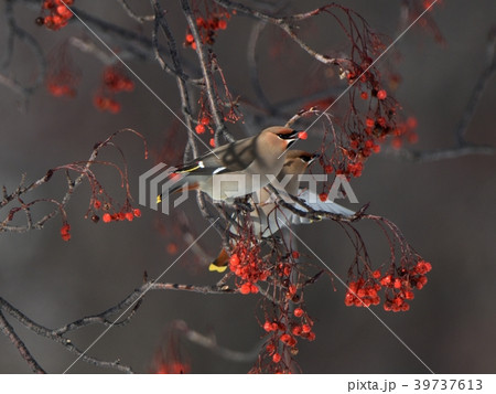 ナナカマドの実を食べるキレンジャクの写真素材