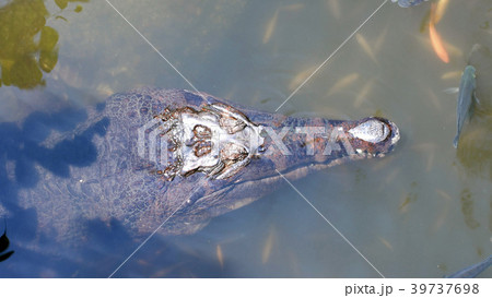 False gharial crocodile (Tomistoma schlegelii) in 39737698