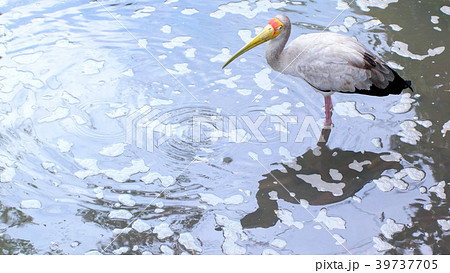 Yellow billed stork foraging in tropical pond Yellow billed stork foraging in tropical pond 39737705
