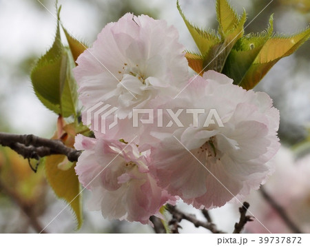 八重桜　八重桜の花　シオガマザクラ 39737872