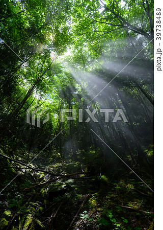 木漏れ日　南アルプス鳥倉登山道 39738489