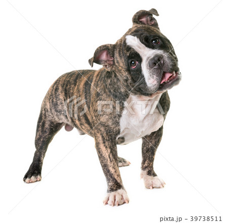 american bully in studio 39738511