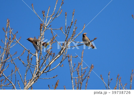 枝に止まるレンジャク 39738726