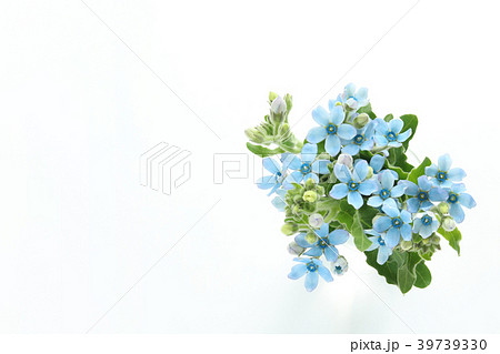 ブルースターの花束の写真素材 39739330 Pixta
