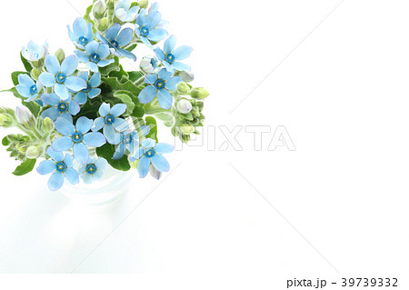 ブルースターの花束の写真素材
