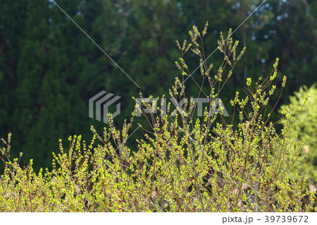 ヤナギの芽吹き 39739672