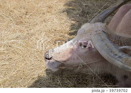 Close up side view of an old Taro Buffalo Close up side view of an old Taro Buffalo 39739702