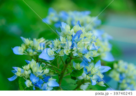 紫陽花 紫陽花 39740245