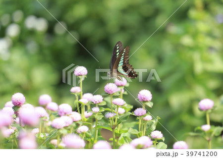 センニチコウの花畑とアオスジアゲハ 39741200