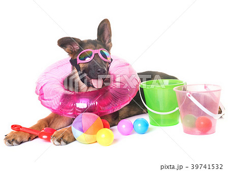 puppy german shepherd in summer 39741532