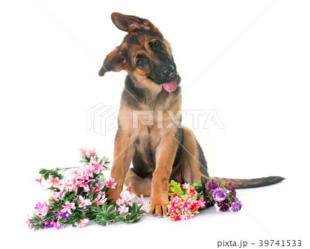 puppy german shepherd puppy german shepherd 39741533
