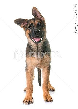 puppy german shepherd 39741534