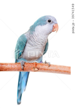 Monk parakeet in studio 39741549