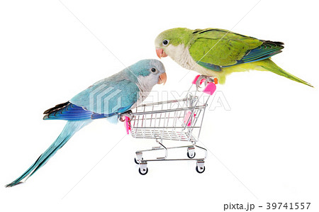 Monk parakeet in studio 39741557