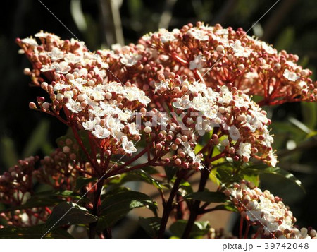 ビバーナムティナス／日比谷公園 39742048