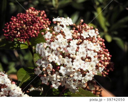 ビバーナムティナス／日比谷公園 39742050