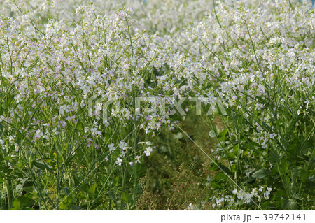 大根の花 39742141