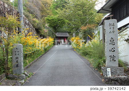 京都府宇治市　恵心院の山吹 39742142