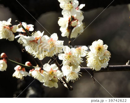 ウメ／日比谷公園 39742622