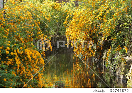 京都　松尾大社の山吹 39742876