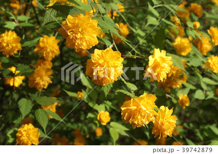 八重咲きの山吹 39742879