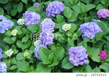 あじさい あじさい 39742914