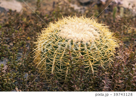 cactus Echinocactus grusonii 39743128