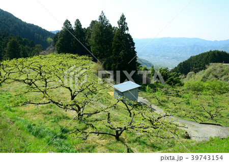 紀伊山地の柿畑 39743154