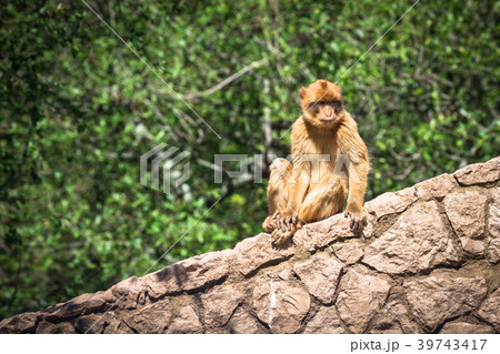 Closeup of barbary macaque monkey in Gibraltar 39743417