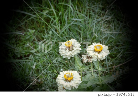 Beautiful  Zinnia violacea Cav.  in the garden. 39743515