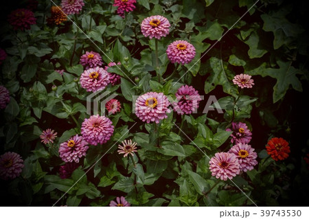Beautiful Zinnia violacea Cav. in the garden. Beautiful Zinnia violacea Cav. in the garden. 39743530