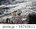 ヨセミテ国立公園のリス ヨセミテ国立公園のリス 39743611