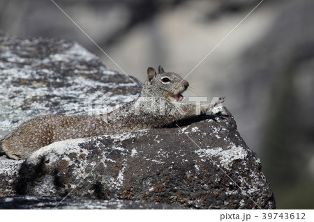 ヨセミテ国立公園のリス 39743612