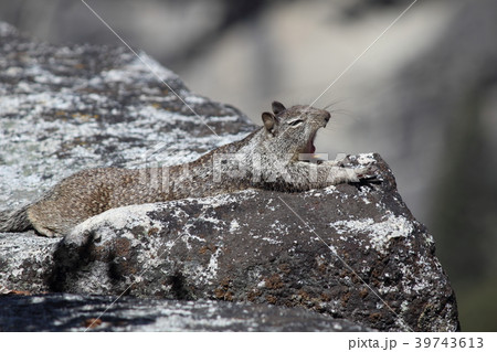ヨセミテ国立公園のリス 39743613