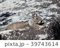 ヨセミテ国立公園のリス ヨセミテ国立公園のリス 39743614