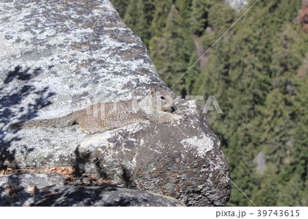ヨセミテ国立公園のリス 39743615